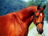 cheval-a11-t